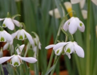 Galanthus Nerissa